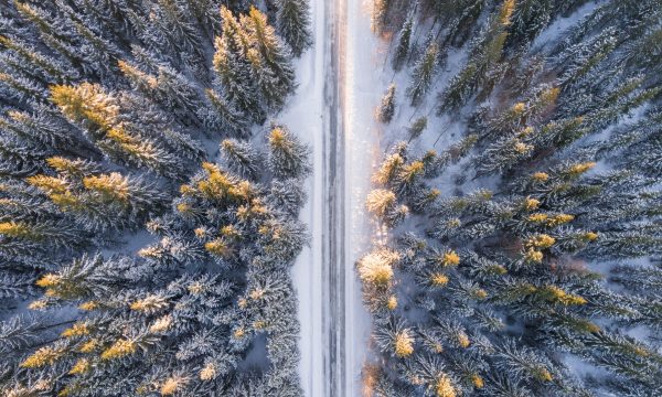 Snow in the road with trees